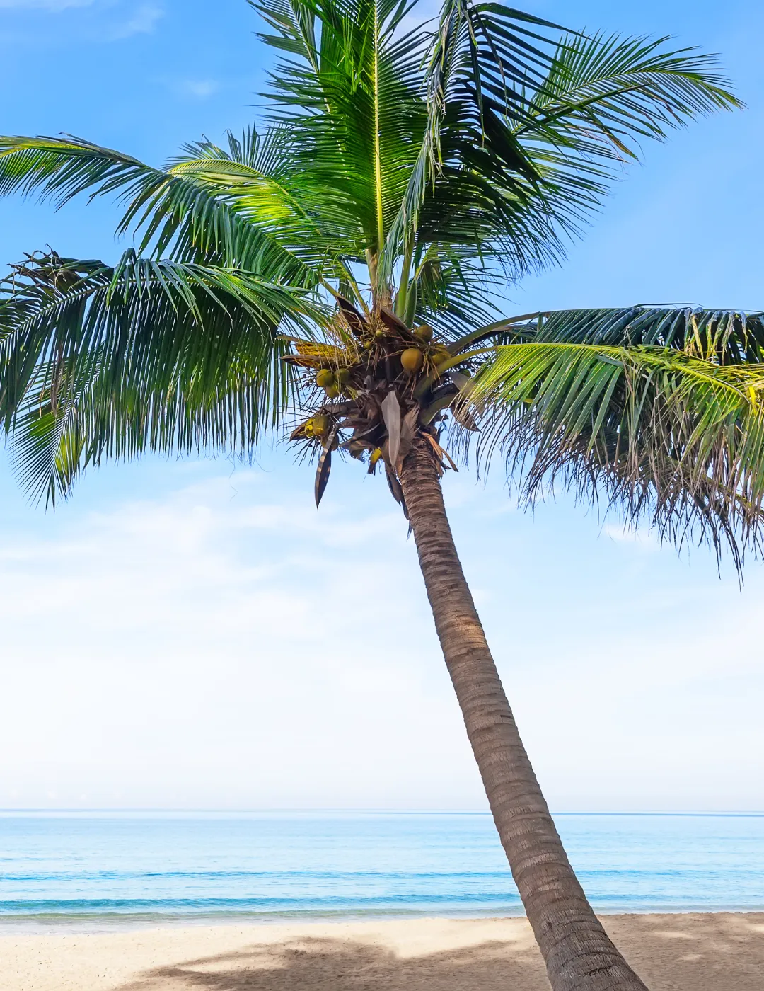 Viaje organizado a República Dominicana